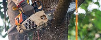 Best Aeration Services  in Nokesville, VA