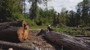 Best Tree Preservation Services  in Nokesville, VA