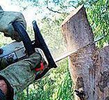 Best Hazardous Tree Removal  in Nokesville, VA