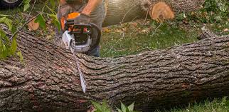 Best Landscape Design and Installation  in Nokesville, VA