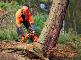  Nokesville, VA Tree Removal Pros