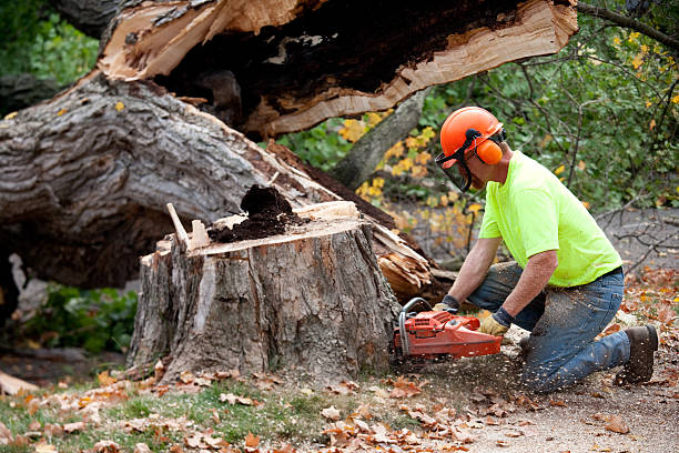 Professional Tree Removal in Nokesville, VA